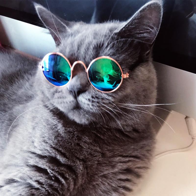 Kickstart Your Furriend's Style with Fashionable & Functional Sunglasses