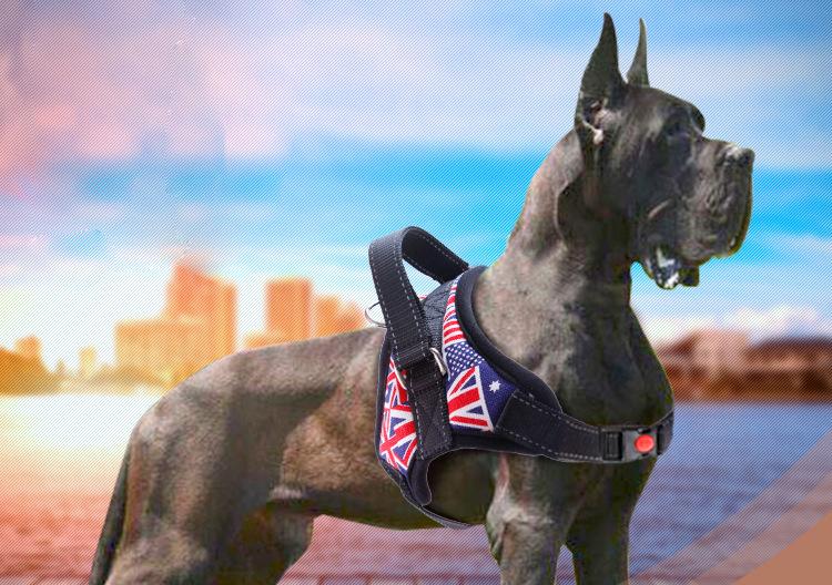 Upgrade Your Furriend's Lifestyle with Ultra Adjustable & Comfortable Reflective Harness
