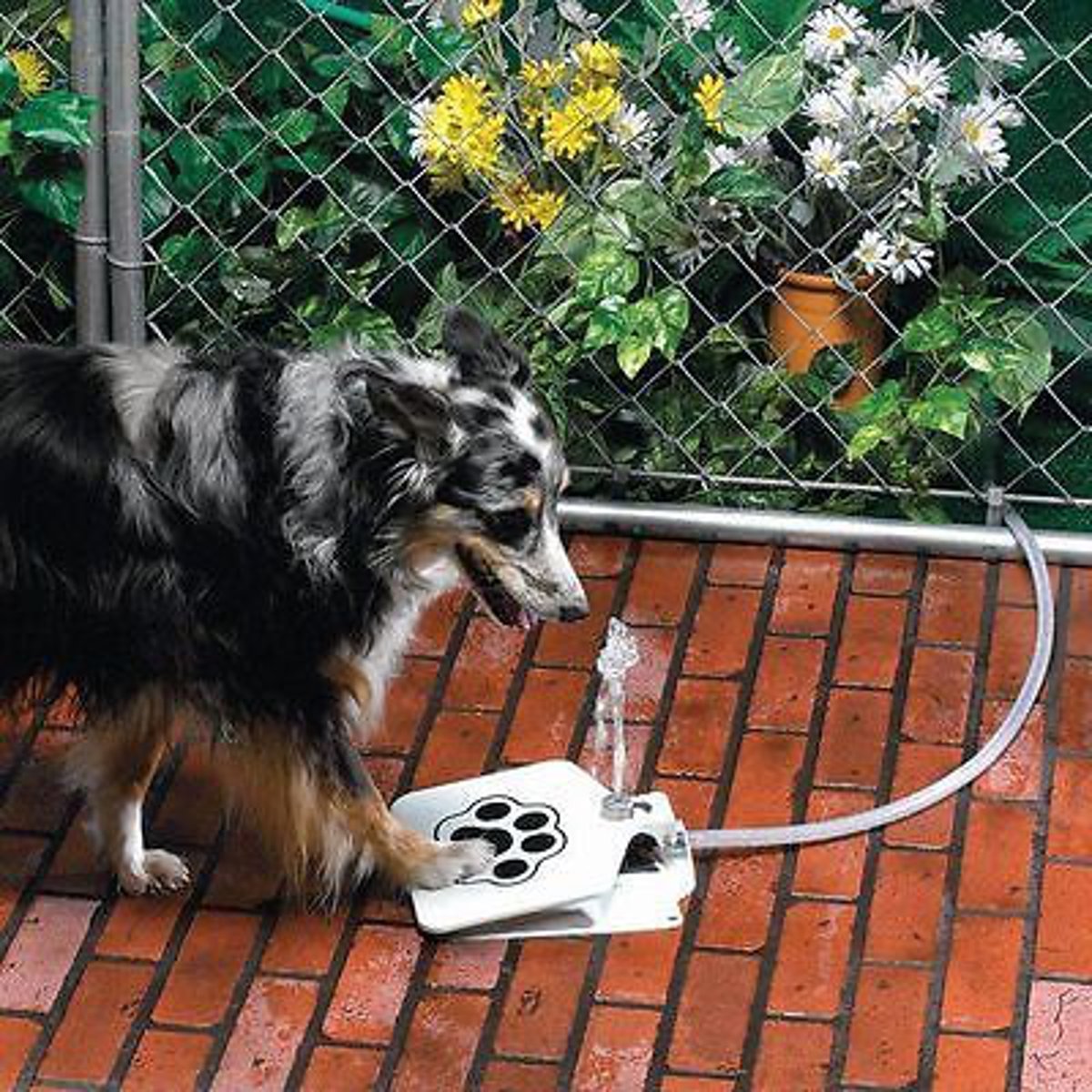 Automatic Dog Water Feeder