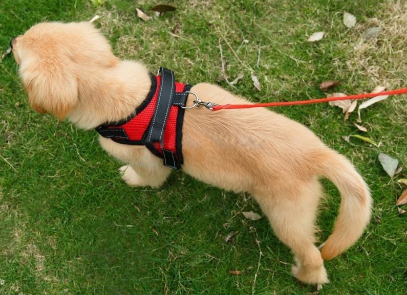 Dog Vest Harness