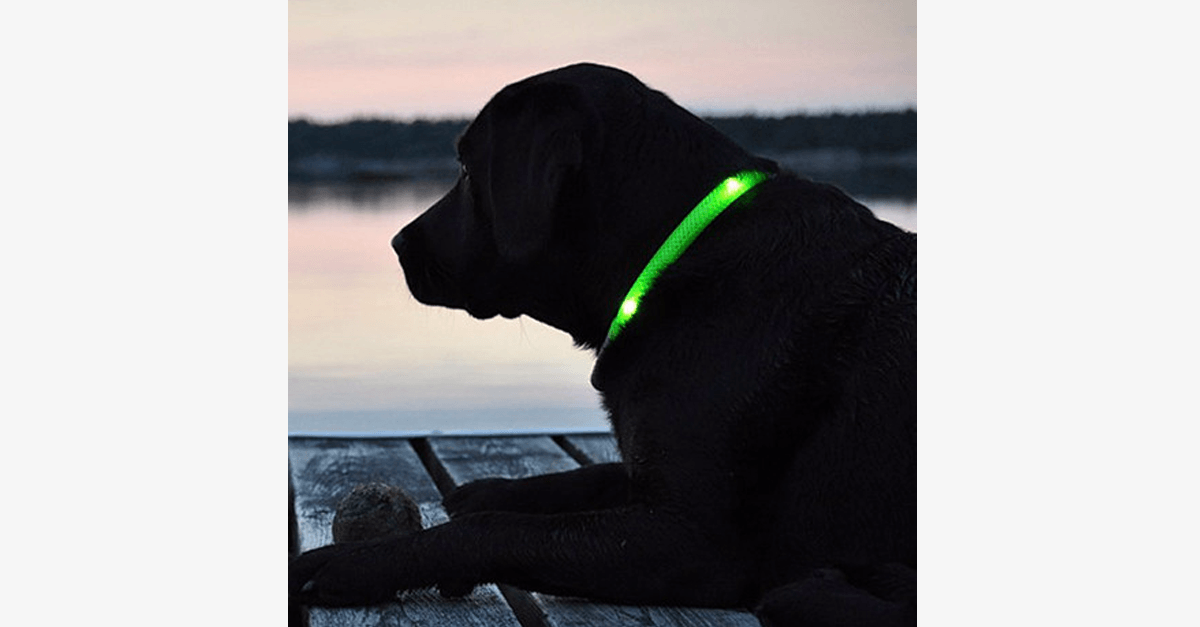 LED Dog Collar – Keep an Eye on Your Pet!