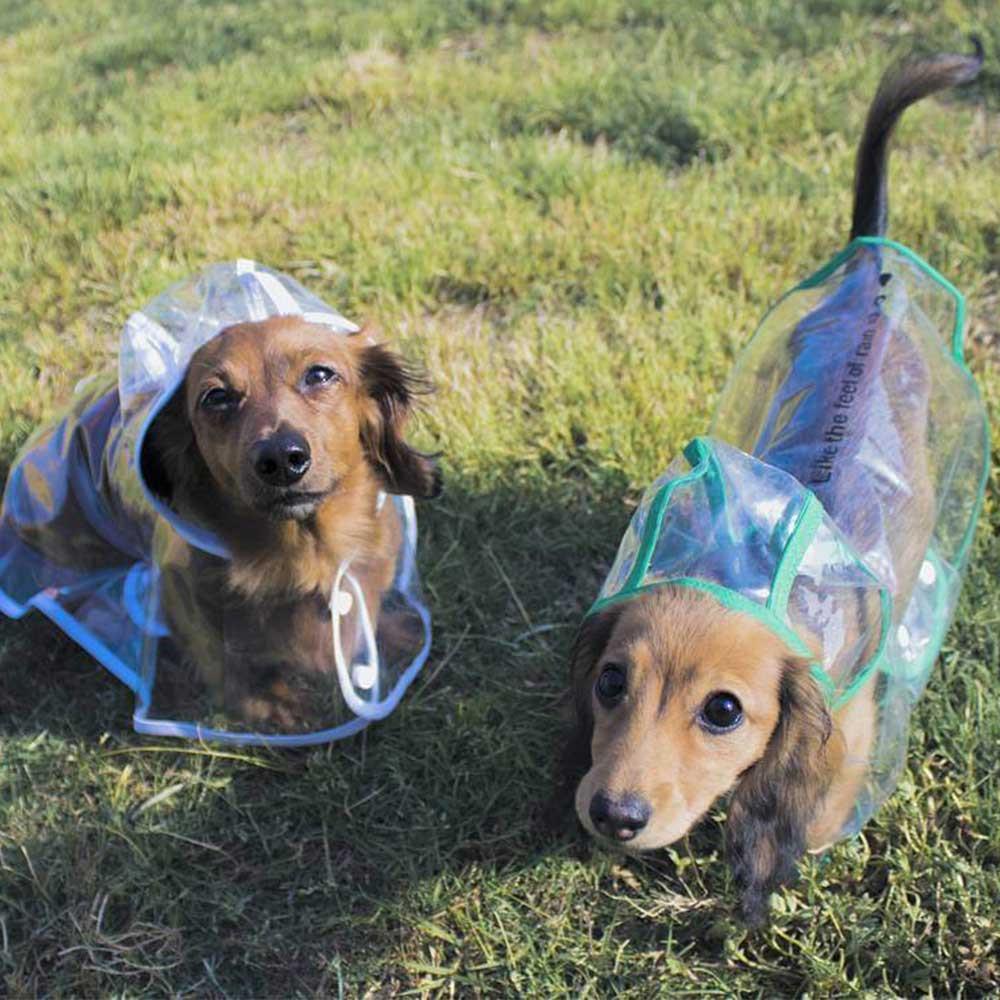 Transparent Dog Raincoat