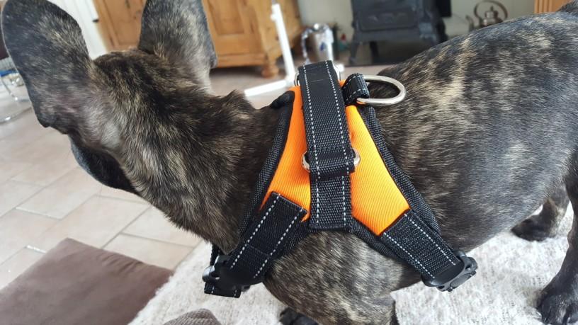 Dog Vest Harness