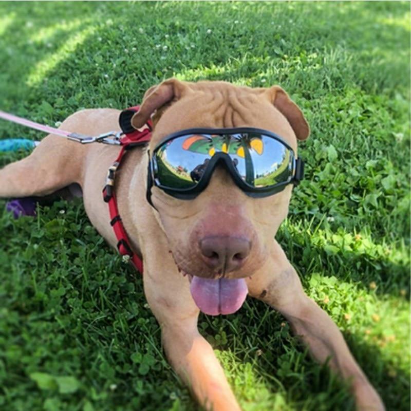 Cool Dog Goggles with UV-Protection