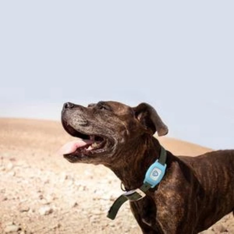 Pet GPS Tracker Collar